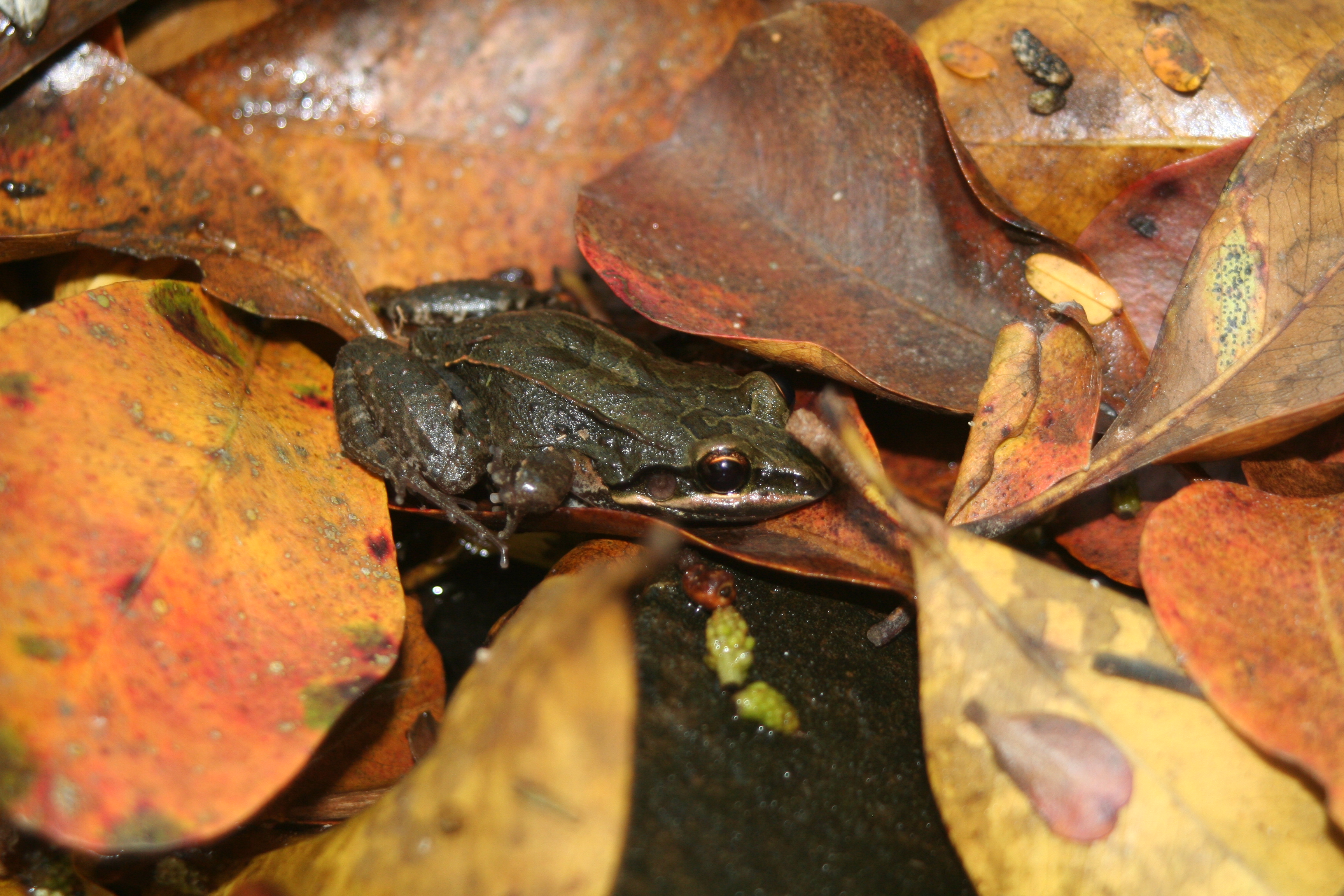 white Lipped Frog